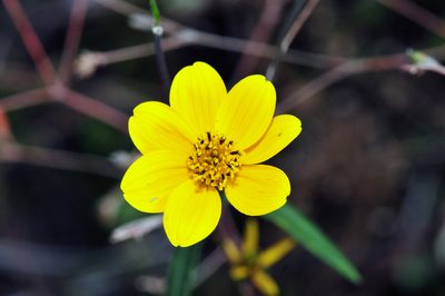 Helianthus porteri, photographed by Tom Kennedy