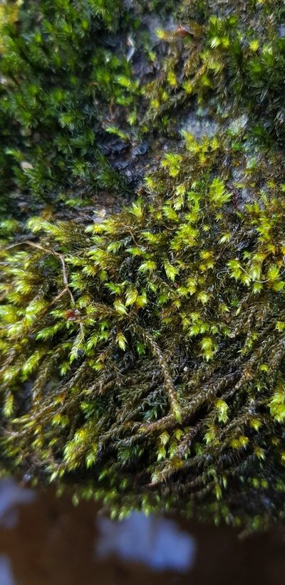Sciuro-hypnum plumosum, photographed by Helen Waterman