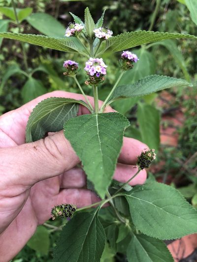 Lantana trifolia, photographed by Andy Jordan