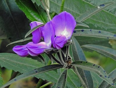 Collaea argentina, photographed by Hugo Hulsberg