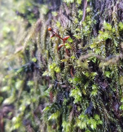 Sciuro-hypnum plumosum, photographed by Helen Waterman