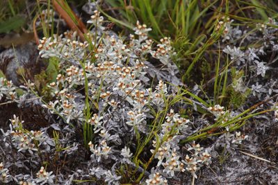 Helichrysum litorale, photographed by Tony Rebelo