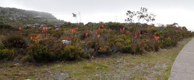 Watsonia tabularis, photographed by Tony Rebelo