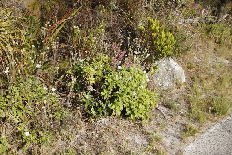 Scabiosa africana, photographed by Tony Rebelo