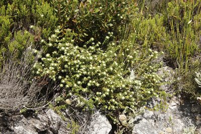 Phylica dioica, photographed by Tony Rebelo