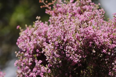 Erica hirtiflora, photographed by Tony Rebelo