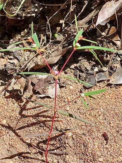 Euphorbia neopolycnemoides, photographed by Manuel R Popp