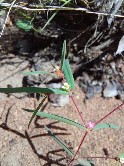 Euphorbia neopolycnemoides, photographed by Manuel R Popp