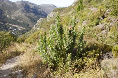 Protea coronata, photographed by Tony Rebelo