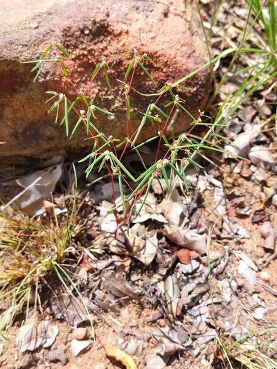 Euphorbia neopolycnemoides, photographed by Manuel R Popp