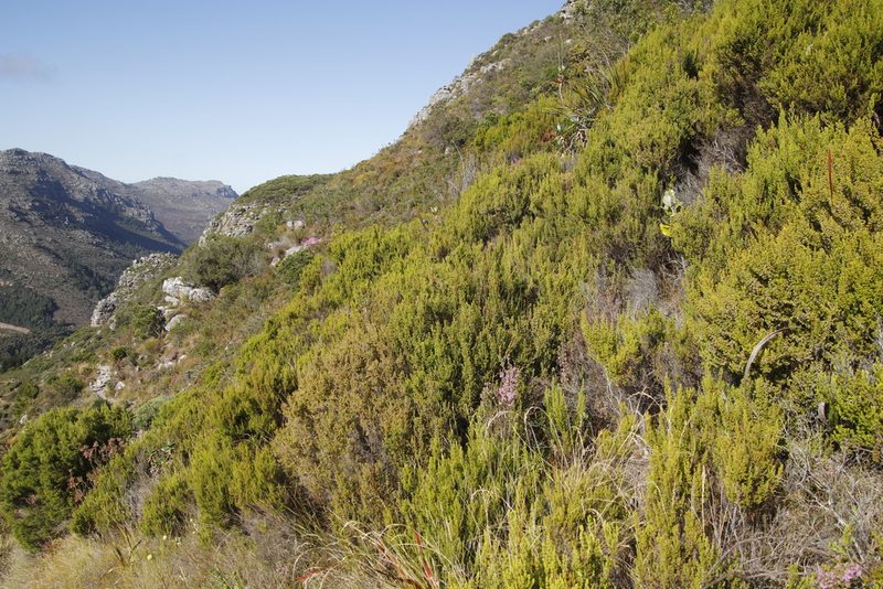 Erica hispidula, photographed by Tony Rebelo
