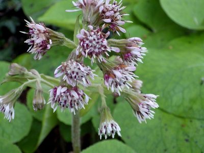 Petasites pyrenaicus, photographed by Jeff Jones
