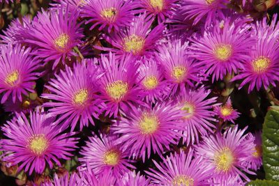 Lampranthus falciformis, photographed by Tony Rebelo