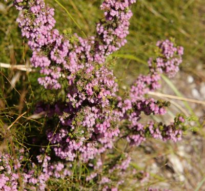 Erica hirtiflora, photographed by Tony Rebelo