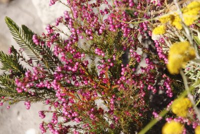 Erica multumbellifera, photographed by Tony Rebelo
