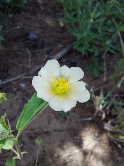 Sida alba, photographed by Manuel R Popp