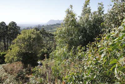 Acacia falciformis, photographed by Tony Rebelo