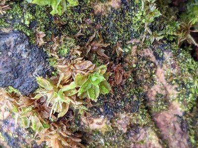 Syntrichia papillosa, photographed by Dan Wrench