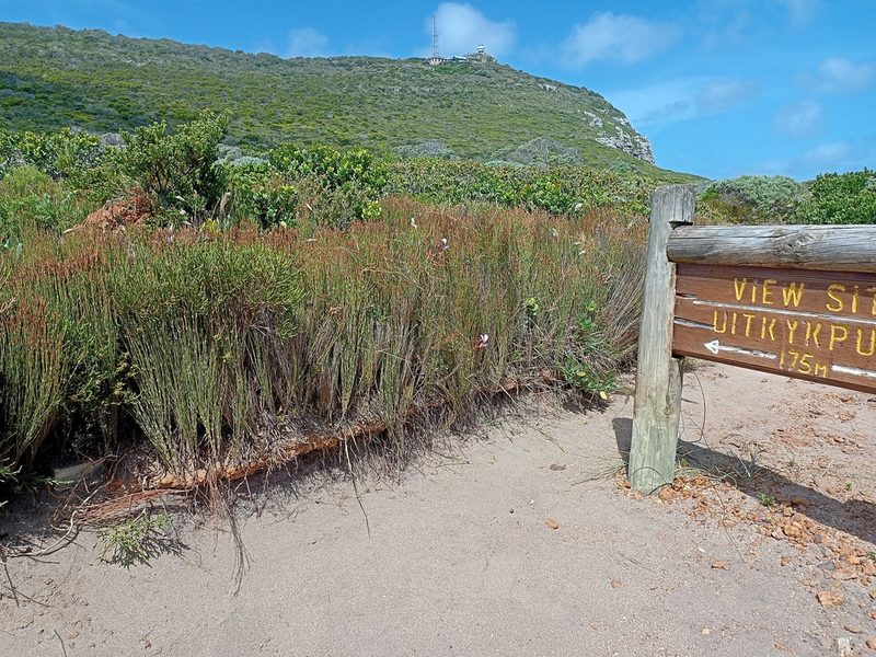 Elegia microcarpa, photographed by Jeremy Gilmore