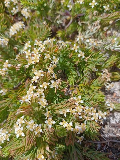 Struthiola salteri, photographed by Jeremy Gilmore