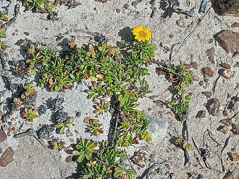 Gazania maritima, photographed by Jeremy Gilmore