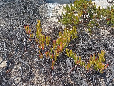 Ruschia macowanii, photographed by Jeremy Gilmore