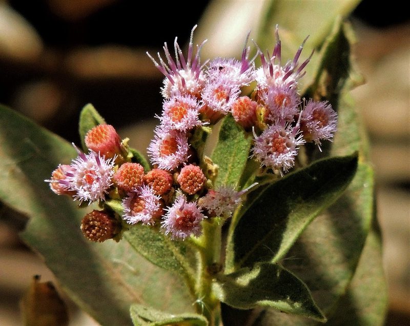 Tessaria fastigiata, photographed by Hugo Hulsberg