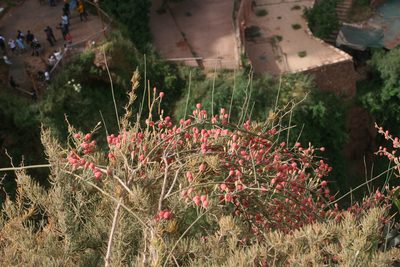 Ephedra altissima, photographed by Oleg Kosterin