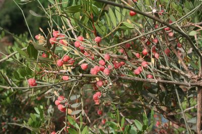 Ephedra altissima, photographed by Oleg Kosterin