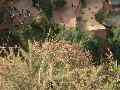 Ephedra altissima, photographed by Oleg Kosterin