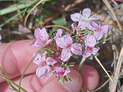 Frankenia repens, photographed by Jeremy Gilmore