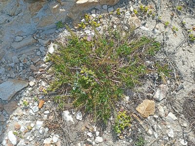 Lepidium capense, photographed by Jeremy Gilmore