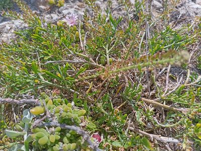 Lepidium capense, photographed by Jeremy Gilmore