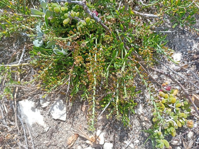 Lepidium capense, photographed by Jeremy Gilmore