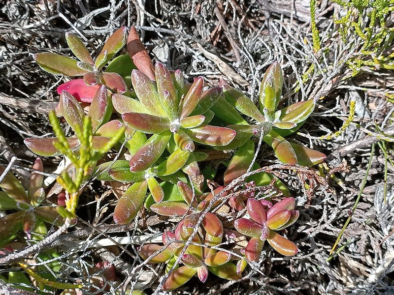 Senecio arniciflorus, photographed by Jeremy Gilmore