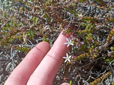 Wahlenbergia tenella, photographed by Jeremy Gilmore