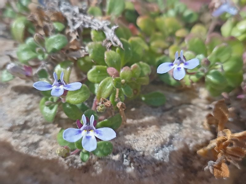 Lobelia boivinii, photographed by Jeremy Gilmore