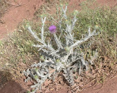 Onopordum macracanthum, photographed by Oleg Kosterin
