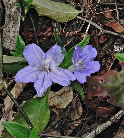 Ruellia erythropus, photographed by Hugo Hulsberg