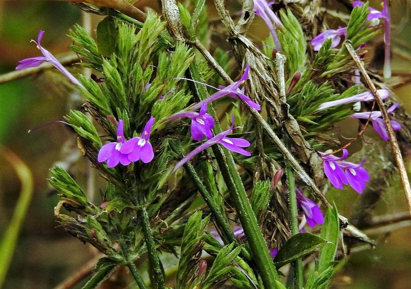 Justicia goudotii, photographed by Hugo Hulsberg