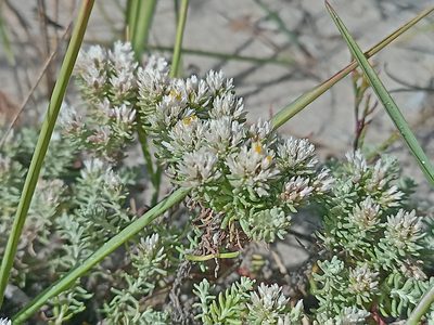 Helichrysum niveum, photographed by Jeremy Gilmore