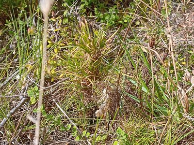 Ficinia ramosissima, photographed by Jeremy Gilmore