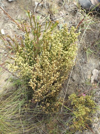 Thesium ericifolium, photographed by Nicola van Berkel
