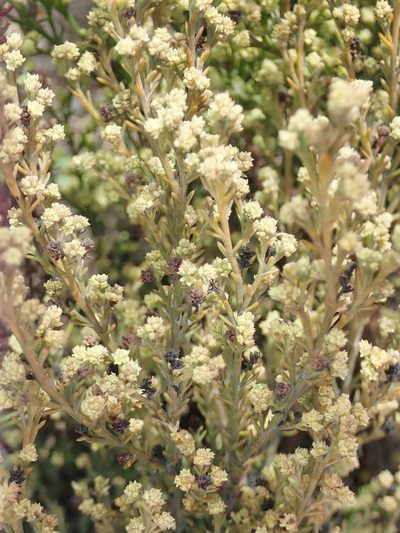 Thesium ericifolium, photographed by Nicola van Berkel