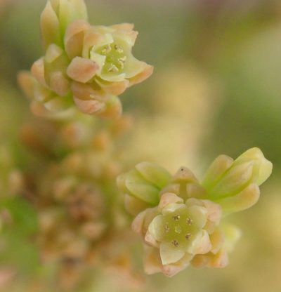 Thesium ericifolium, photographed by Nicola van Berkel