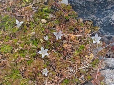 Wahlenbergia procumbens, photographed by Jeremy Gilmore