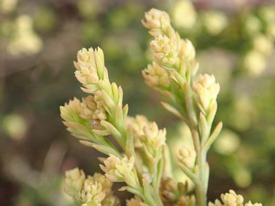 Thesium ericifolium, photographed by Nicola van Berkel