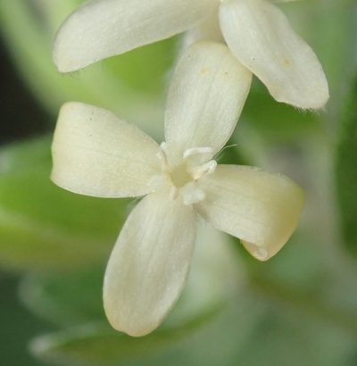 Gnidia virescens, photographed by Nicola van Berkel
