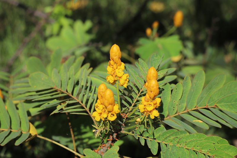 Senna reticulata, photographed by Aitor