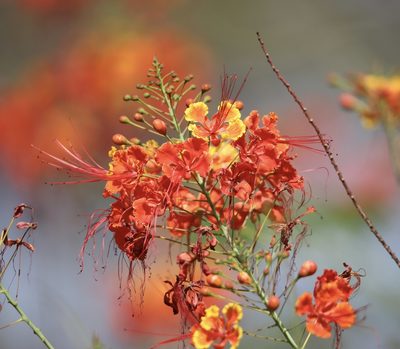 Caesalpinia pulcherrima, photographed by Aitor